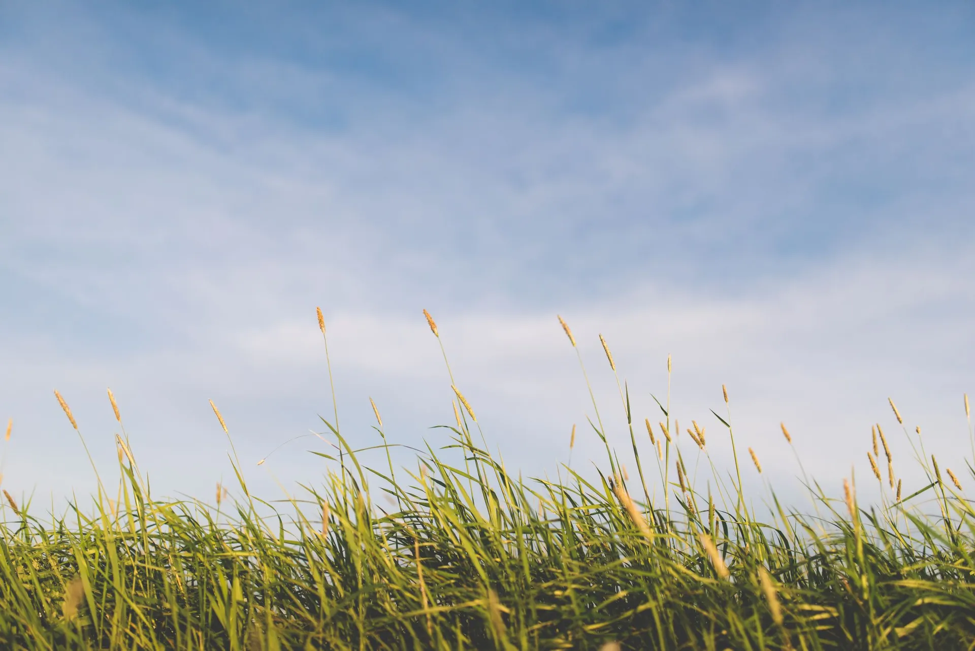 Long green grass under a soft blue sky.